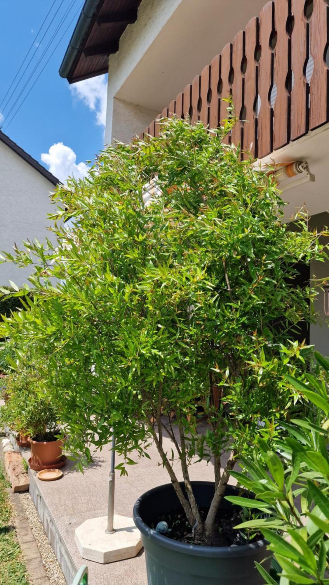 Wiesental 89331 Burgau, Wiesentalstrasse 1